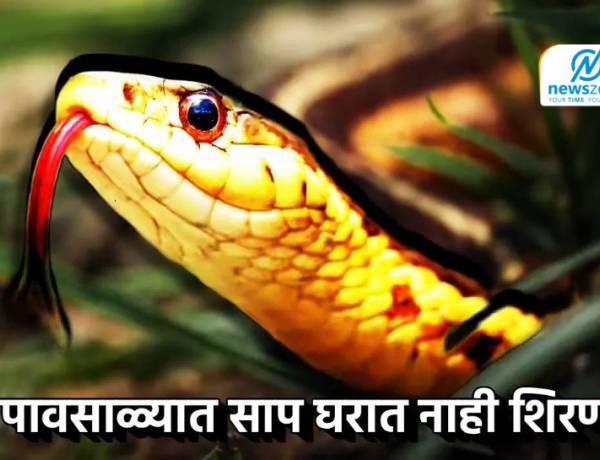 Snake Facts :  पावसाळ्यात साप घरात नाही शिरणार, ते चार जबरदस्त उपाय… खबरदारी घेतल्यानेच धोका टळणार